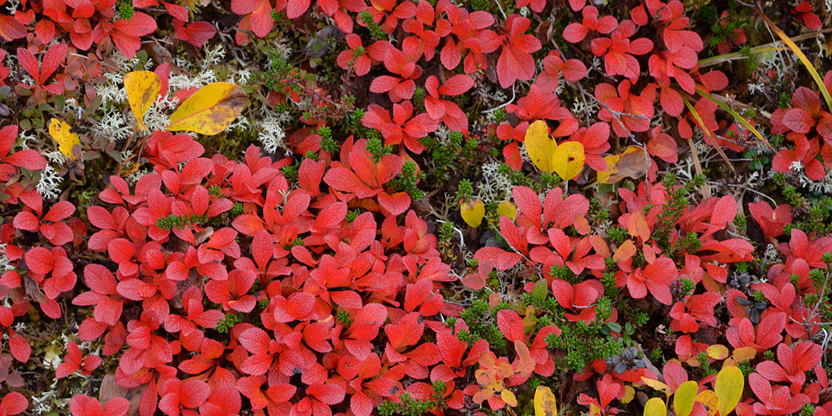 Colorful Flora