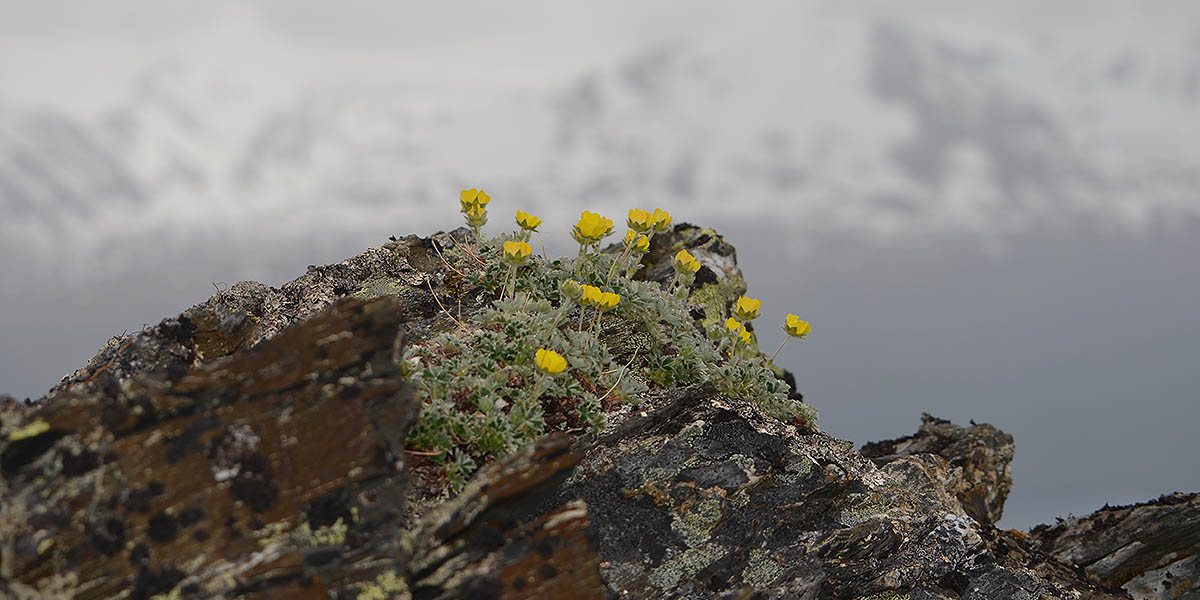 Hardy Wildflowers