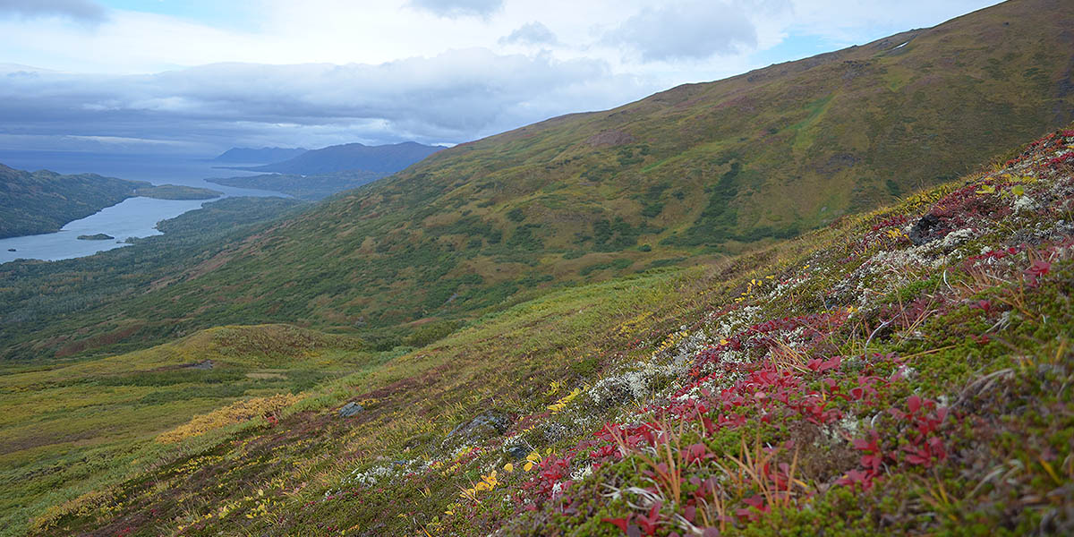 Abundant Wildflowers