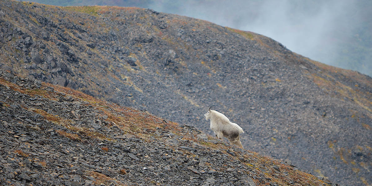 Alaska Wildlife