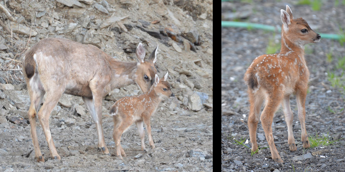 Baby Deer