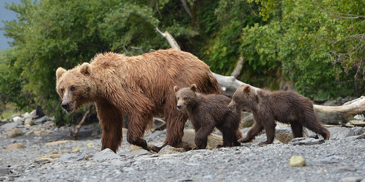 Alaska Brown Bears