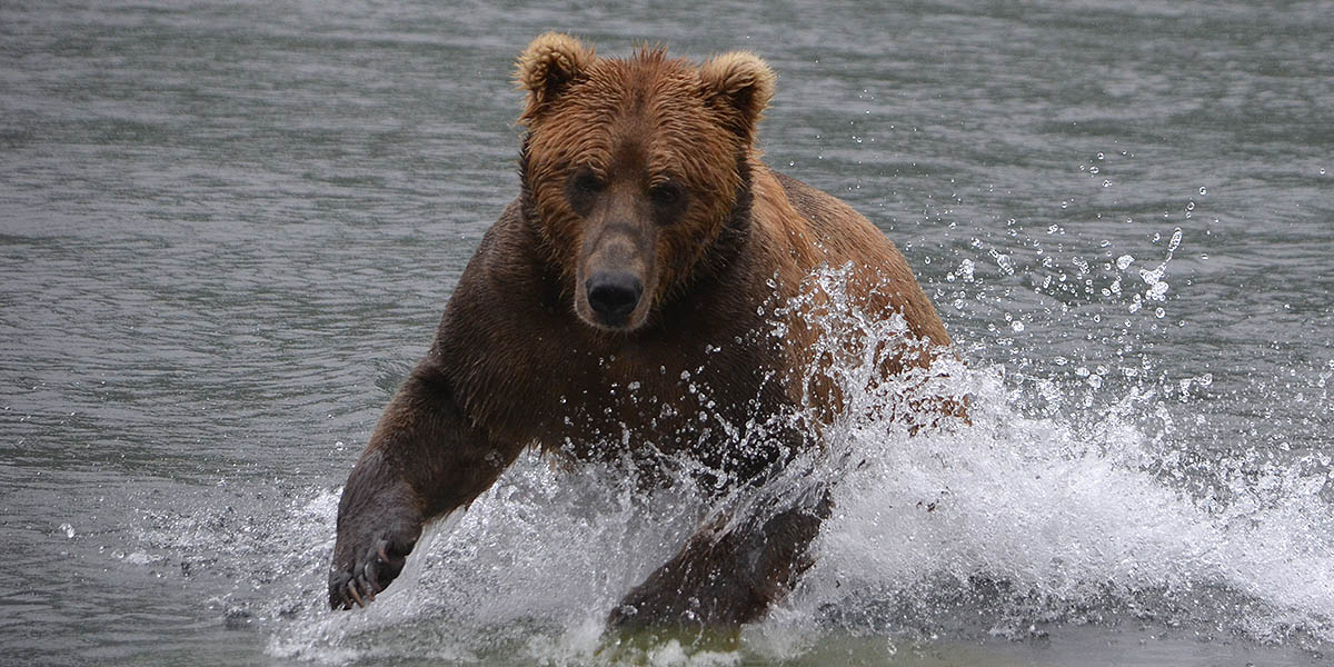 Wildlife Tours Alaska