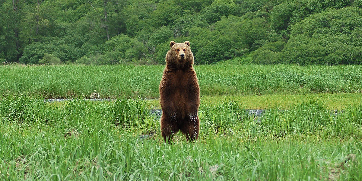 Kodiak Island Brown Bears