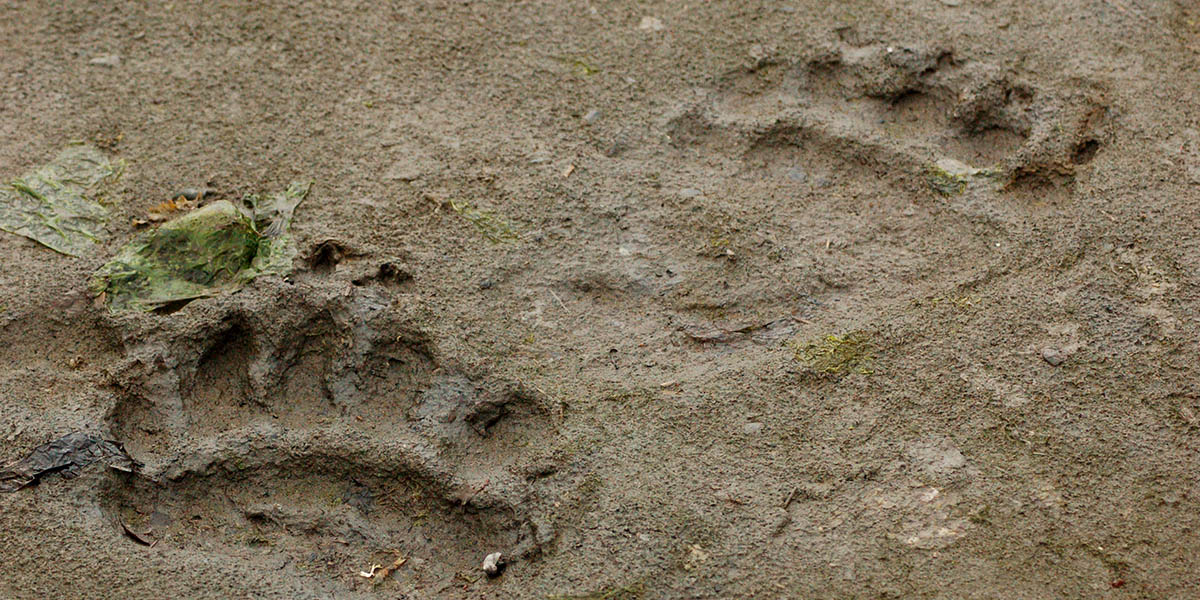 Brown Bear Footprints