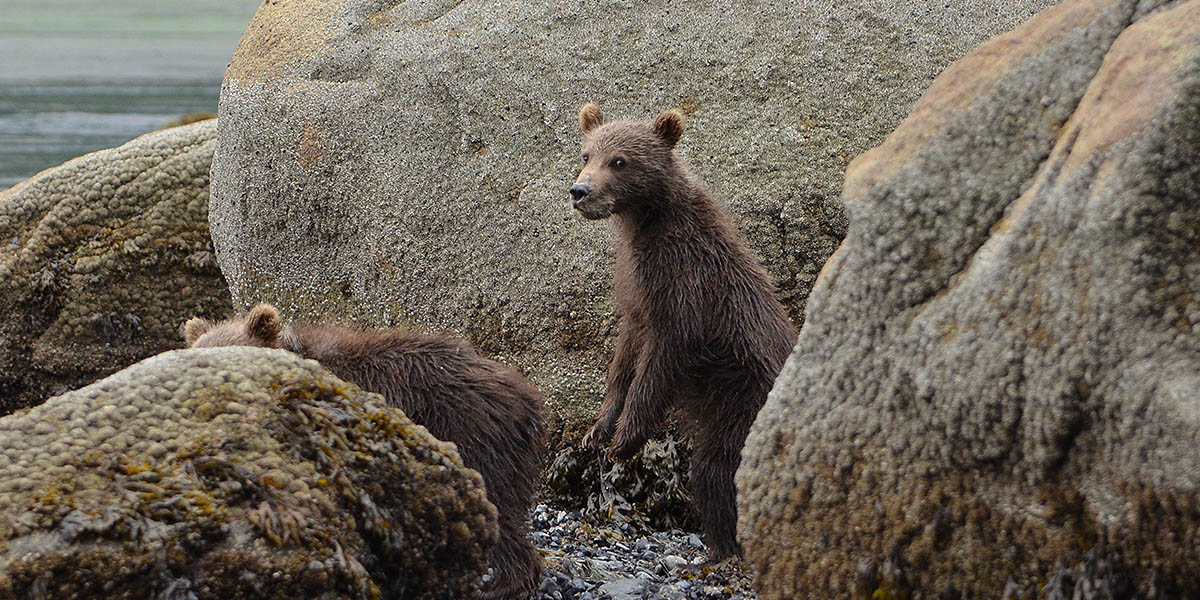 Alaska Brown Bear Cubs