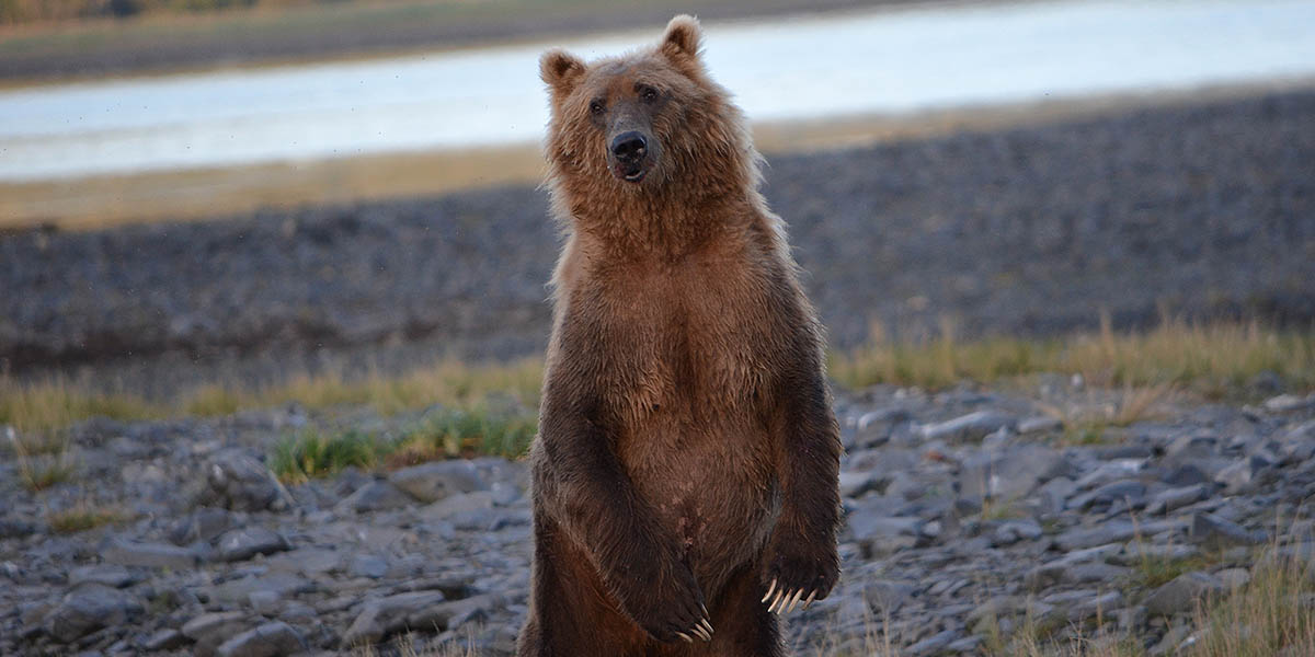 Curious Brown Bear