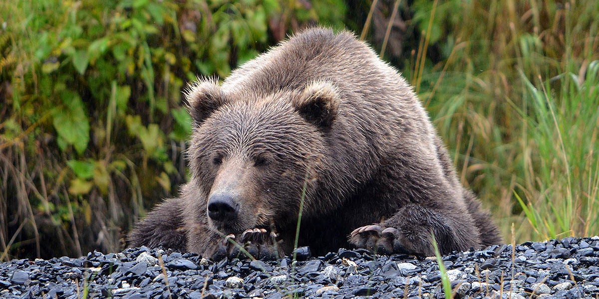 Brown Bear Napping