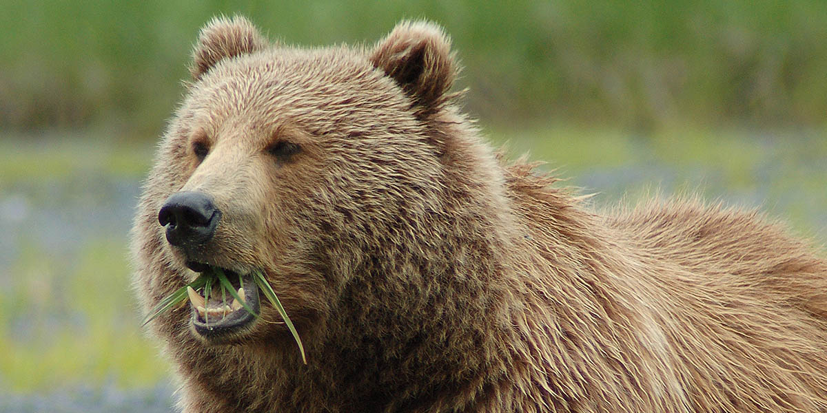 Brown Bear Foraging