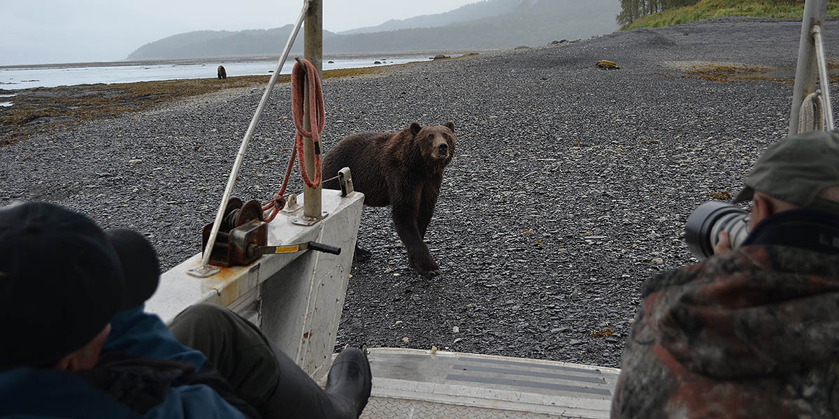 Bear Approaches the Boat