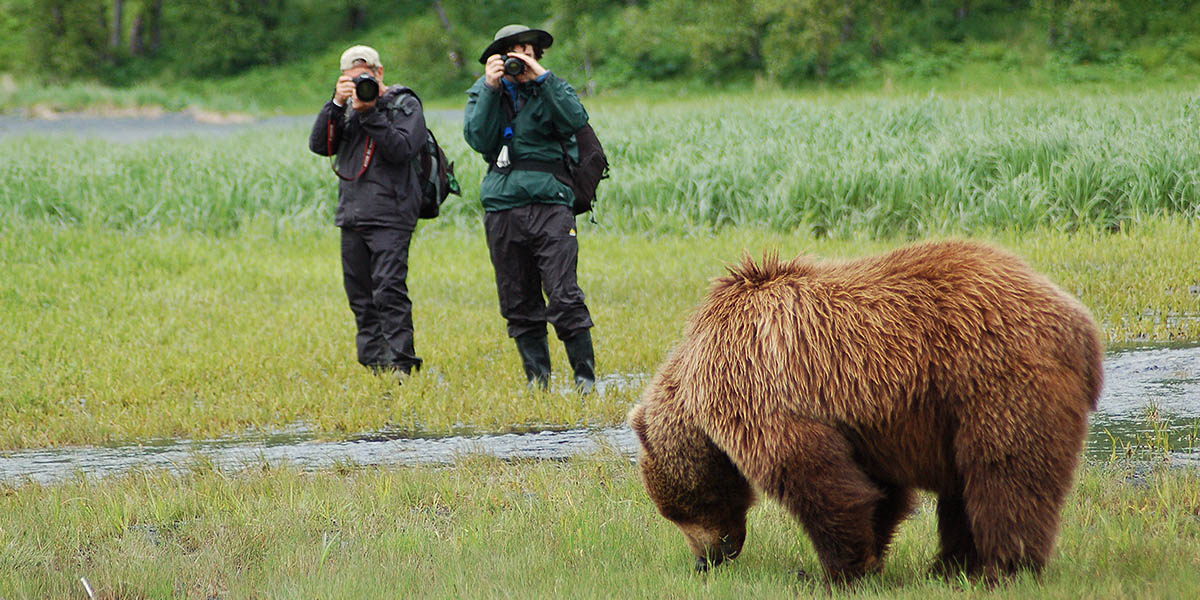 Photographing Alaskan Brown Bears