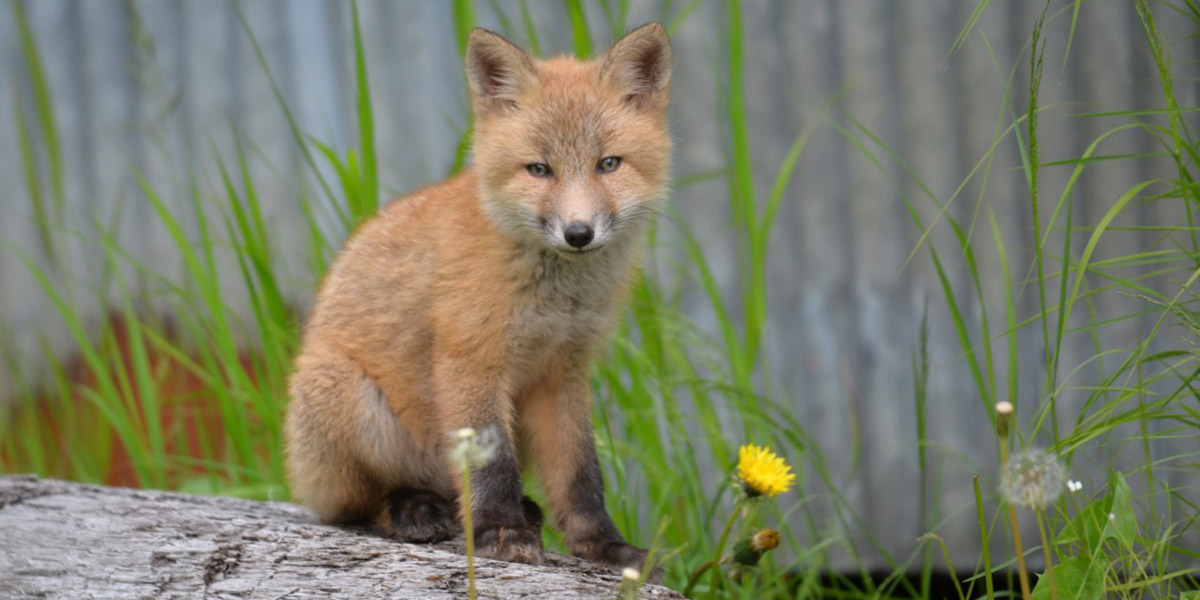 Fox Viewing