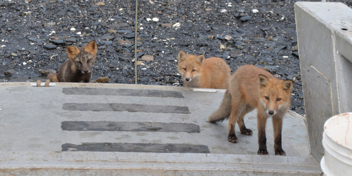 Fox Viewing