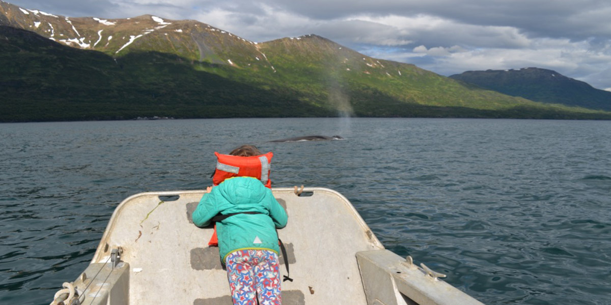 Orca Viewing