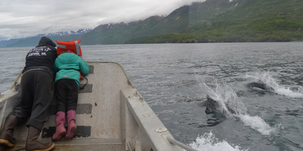 Orca Viewing