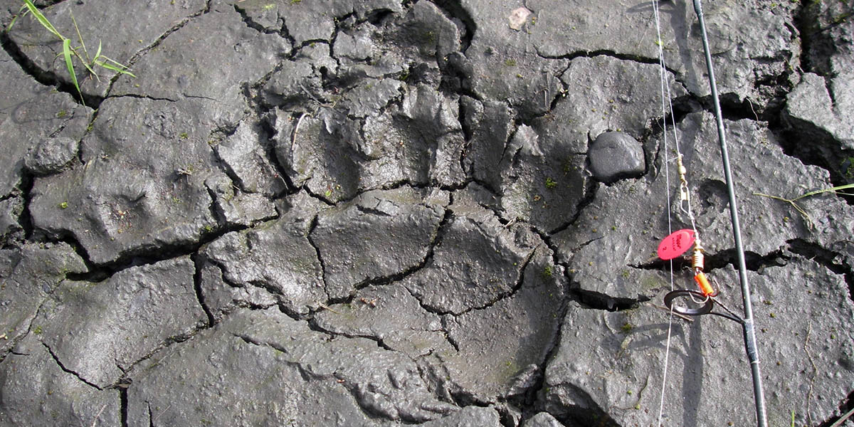 Bear Sign on the Beach