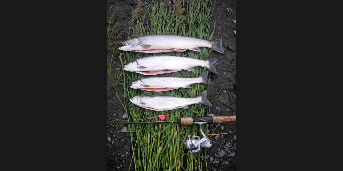 Freshwater Fly fishing on Kodiak Island