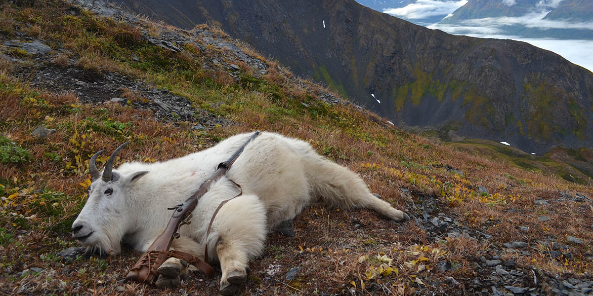 Mountain Goat Hunting Alaska