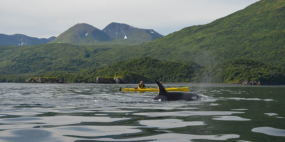 Kayaking with the Whales
