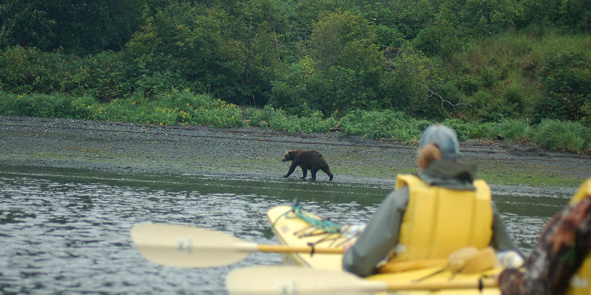 Brown Bear on the Shoreline