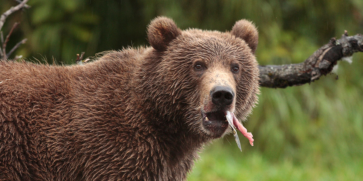 Bear Viewing Excursions