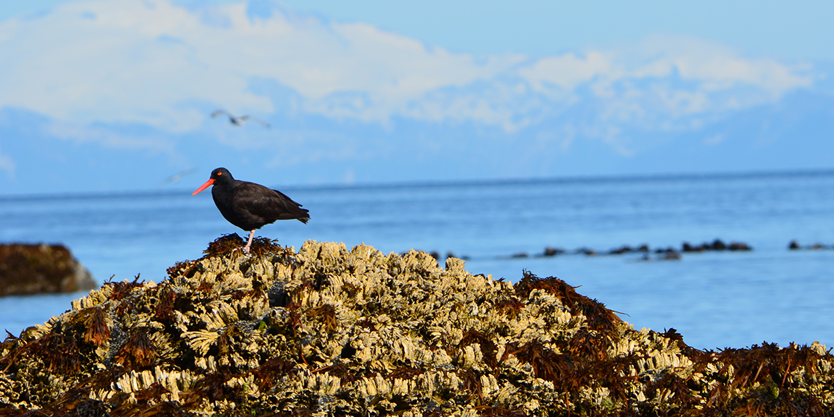 Bird Watching on Kodiak Island