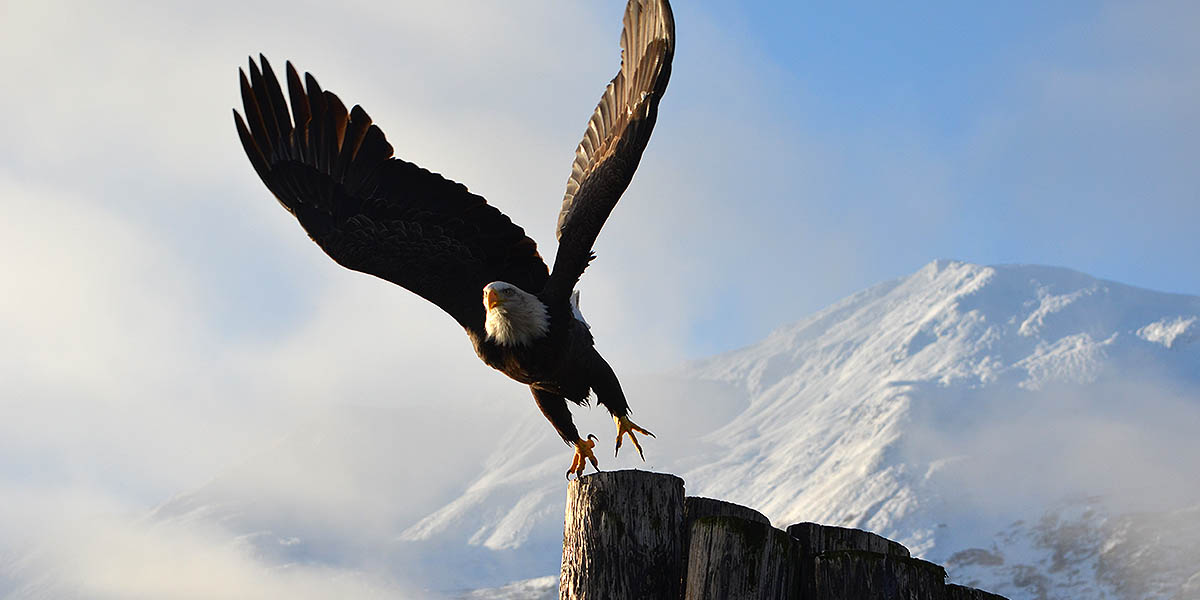 Spirit of Alaska Mascot