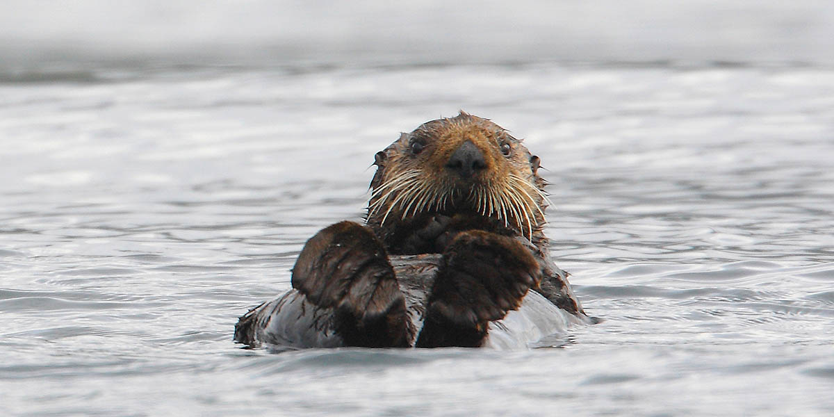Sea Otters at Play