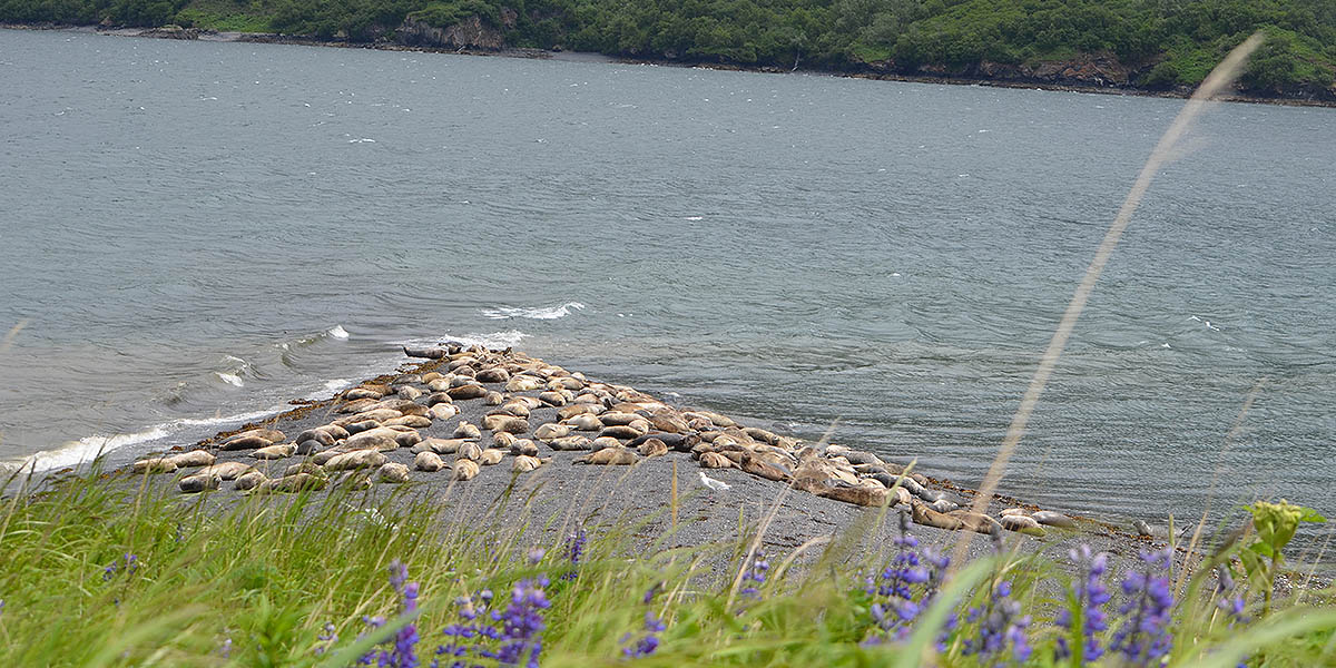 Seals Basking in the Sun