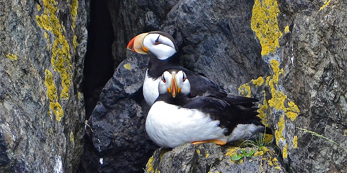 Nesting Puffins