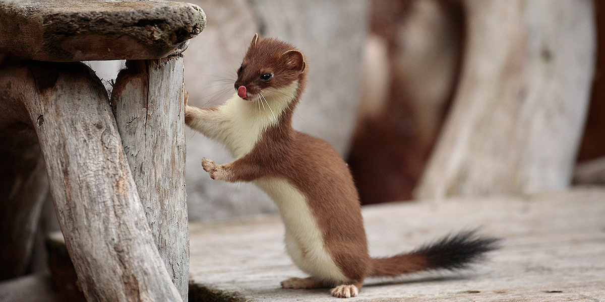 Weasel Near Camp