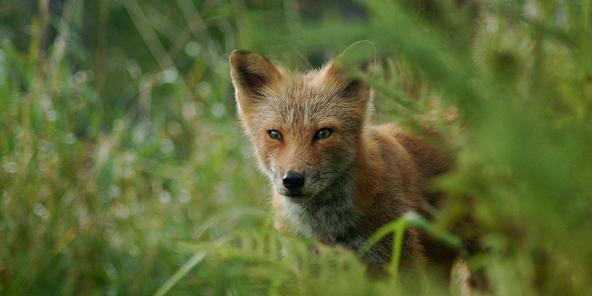 Kodiak Wildlife