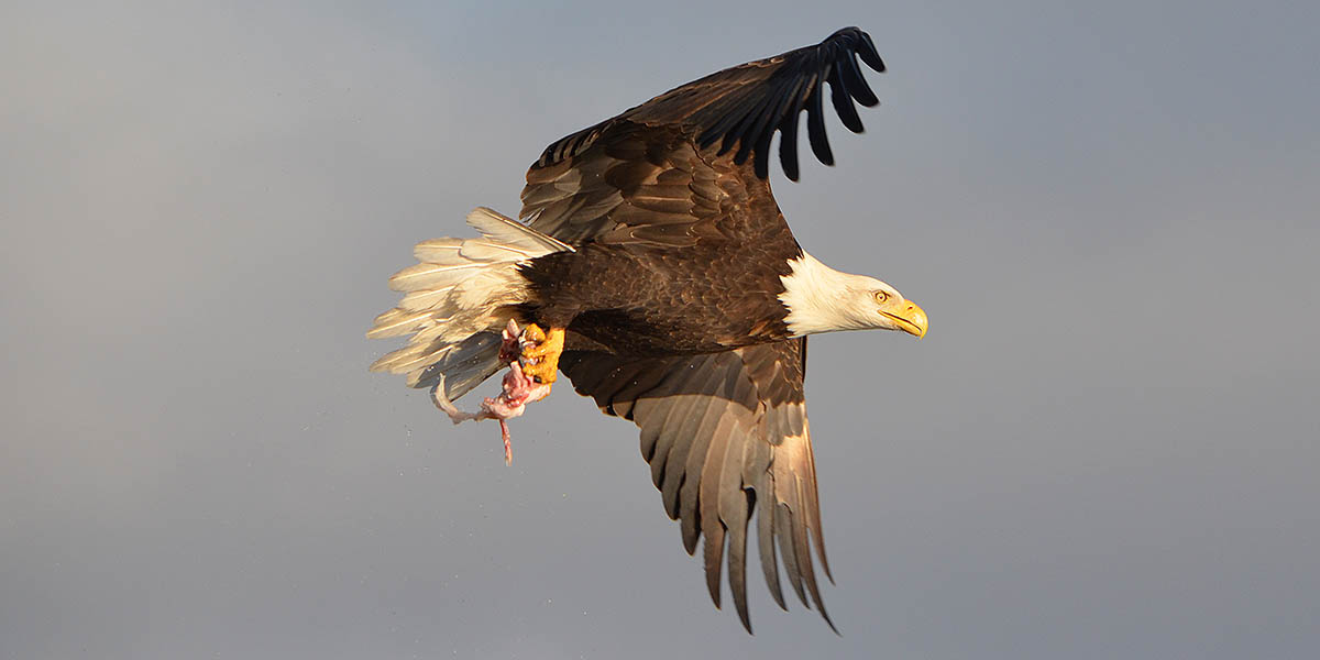 A Bald Eagle in Flight