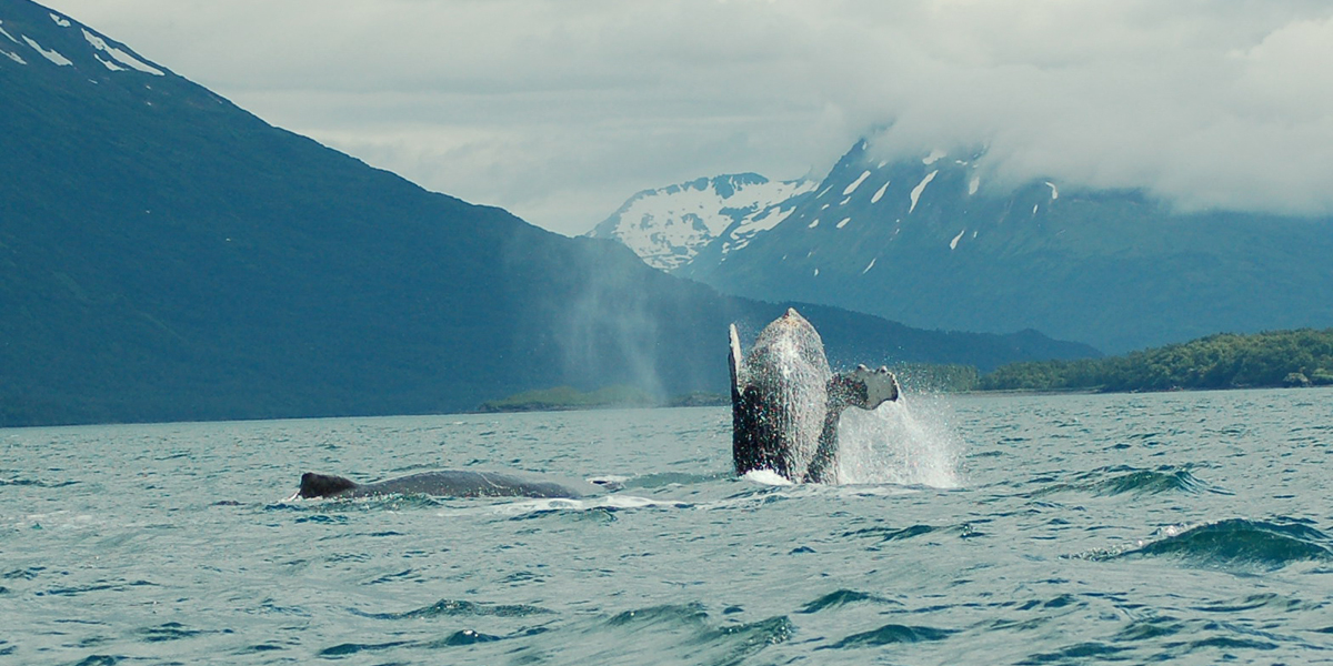 A Whale Breaches the Surface