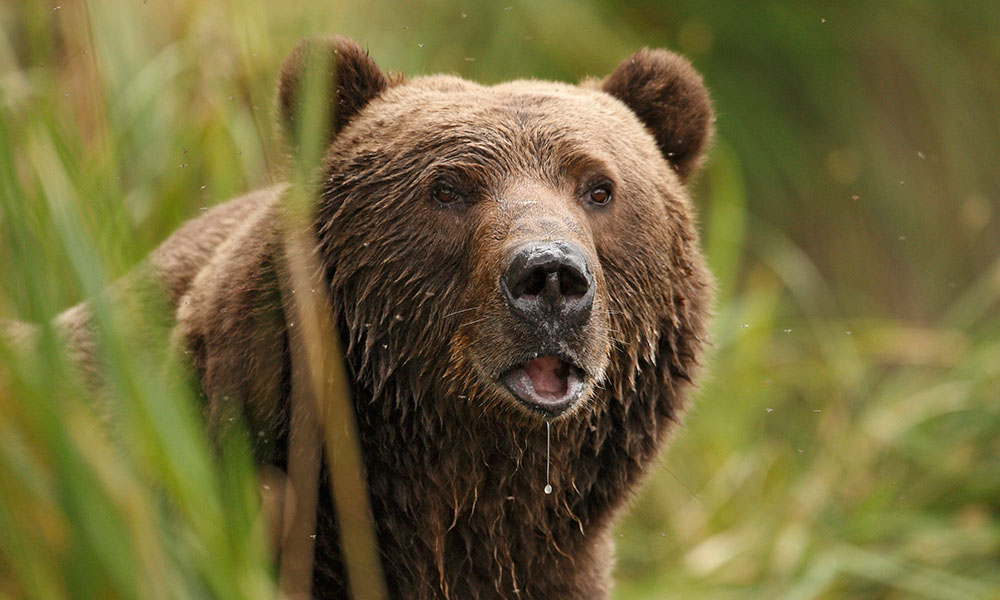 Alaska Bear Viewing Tours