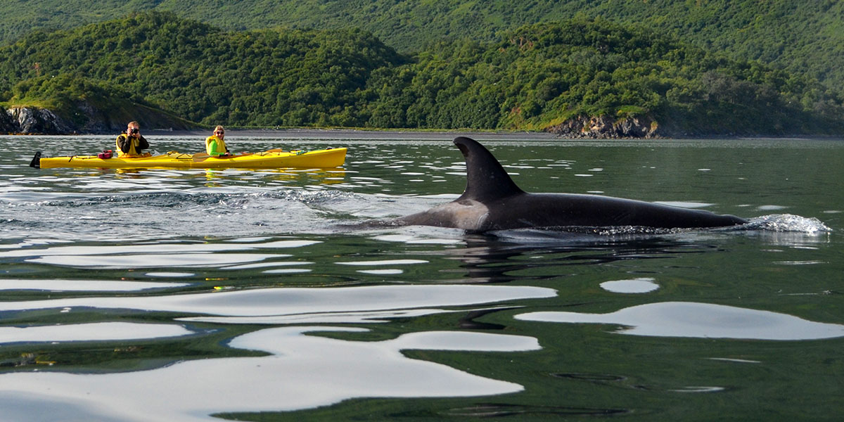 Alaska Wildlife Tours