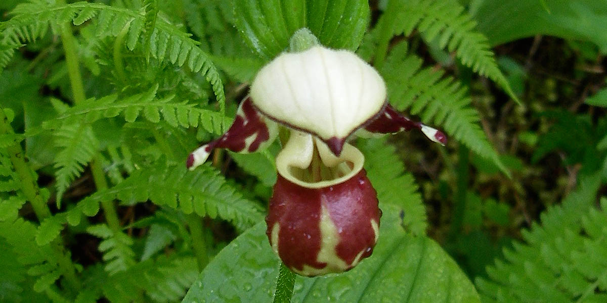 Unique Wildflowers