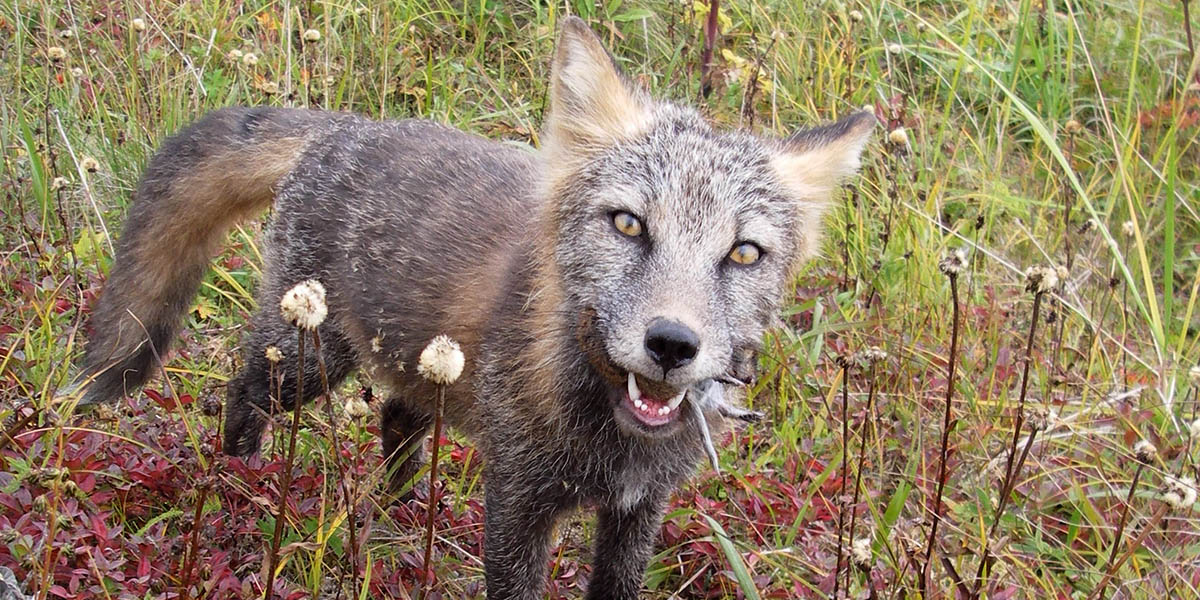 Fox with Treat